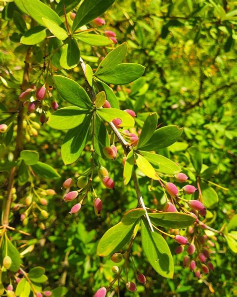 berberis homeopathic medicine.